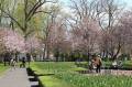 桜も見る事が出来ます。公園内は平面なので車いすでも散歩出来ます